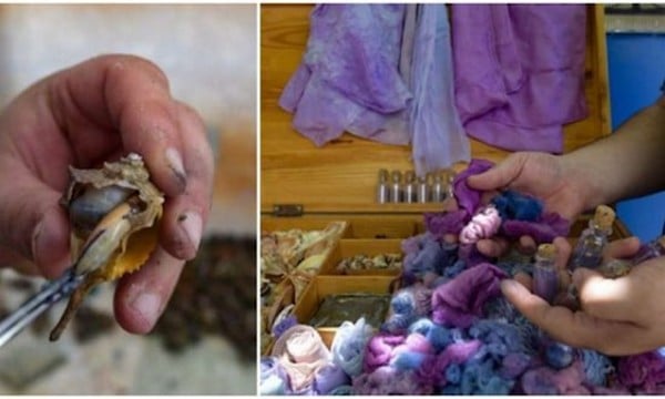 Thuốc nhuộm tìm được làm từ ốc sò biển