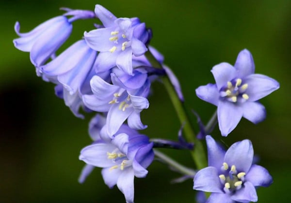 Các loài hoa màu xanh dương