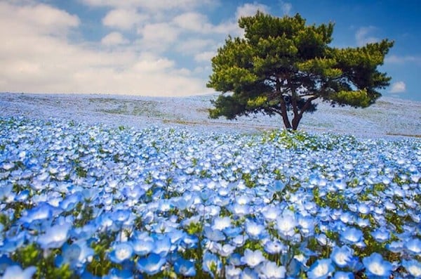 Các loài hoa màu xanh dương